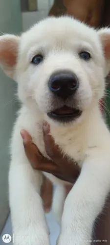 Hushy siberiano
