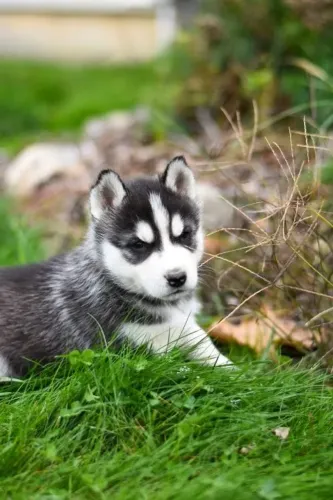 Husky Escolha um companheiro para muitos anos