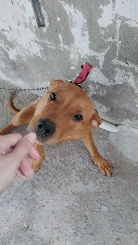 Doação de cachorro