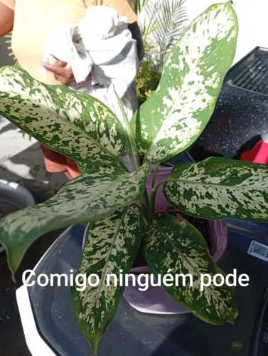 Plantas naturais comigo NGM pode