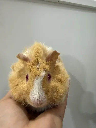 Porquinho da índia