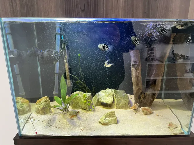 Aquário 150lts completo