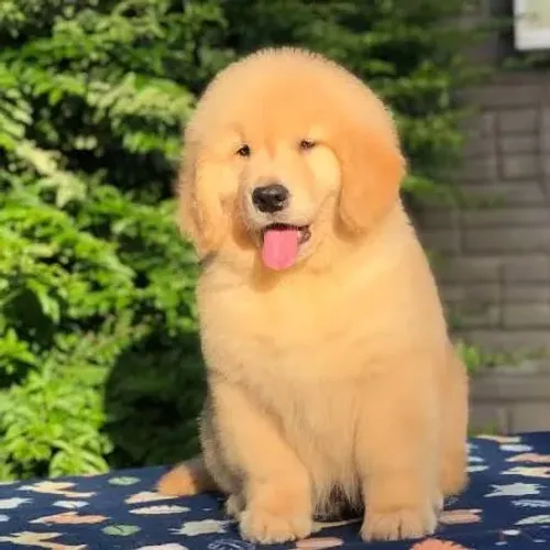 Doação de Golden Retriever filhote
