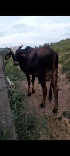 Garrote Girolando toop 