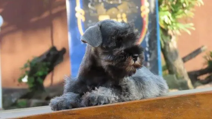 Schnauzer Miniatura Fêmea Tajj Mahall Chip 4352 Cor Sal e Pimenta Curitiba Dois meses