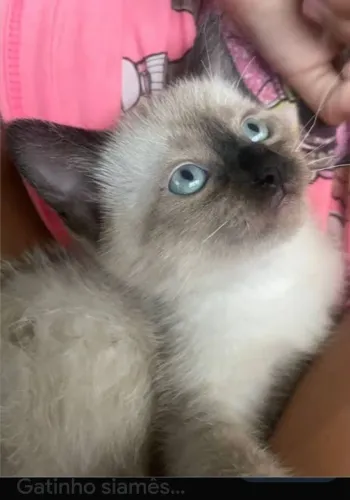 gato siamês para doação