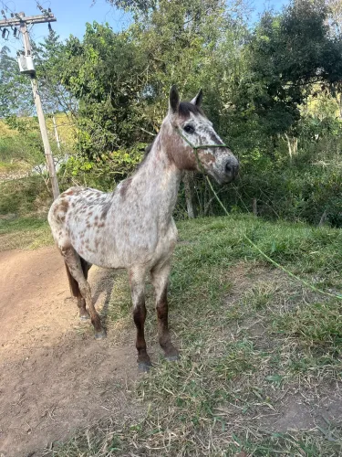 Égua Apallosa