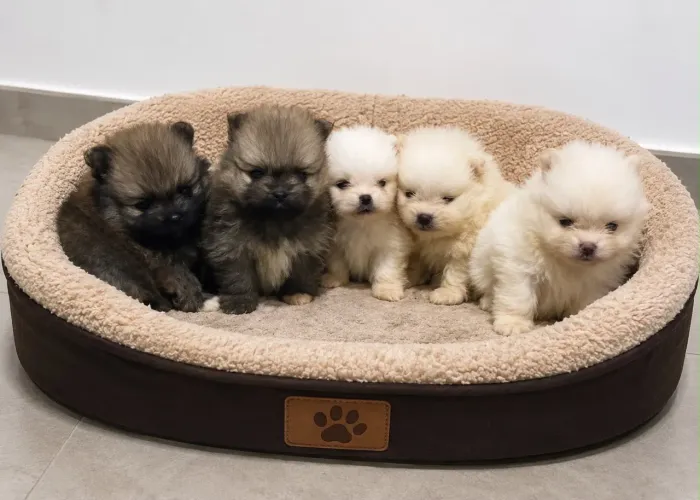 Lulu da Pomerania 