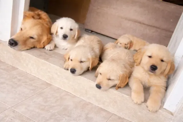 Golden Retriever lindo