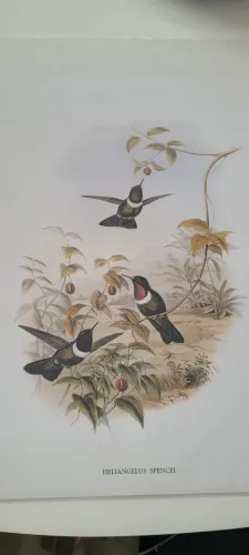12 Gravuras beija flor e orquídeas 45x 35 