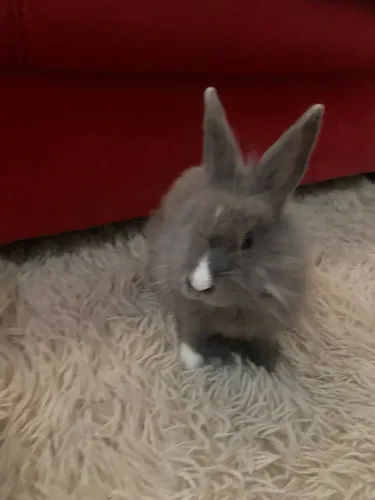 Coelhinho