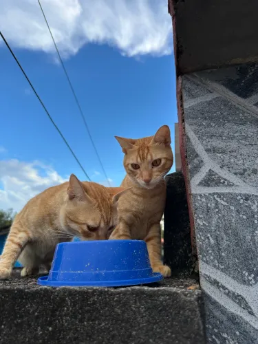Doa-se gato laranja