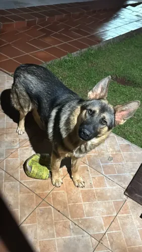 Doação pastor alemão 