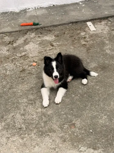 Border collie com pedigree