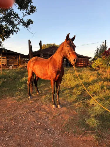 Vende se cavalo