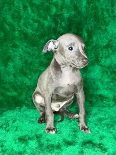 Galgo italiano macho e fêmea 