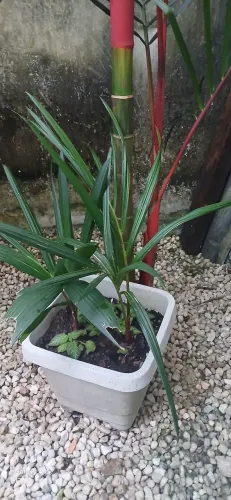 2 mudas de Laka vermelha