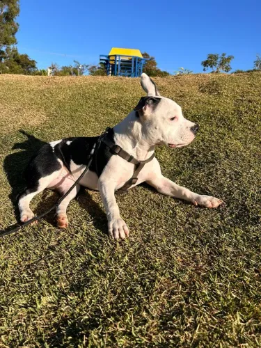 Doação de American staffordshire femea
