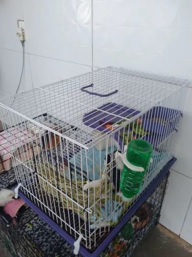 Gaiola de porquinho da india