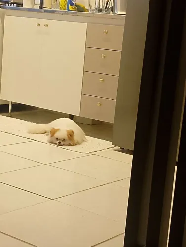 Lulu da Pomerânia adulta