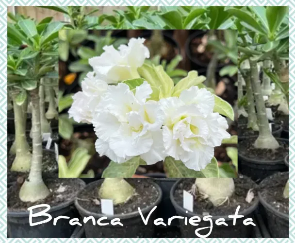 Rosa do deserto "Variegata"
