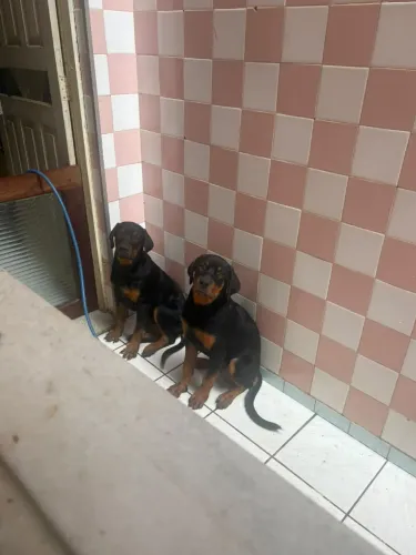 Rotweiller fêmeas