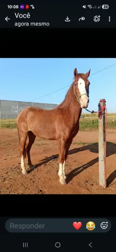 Cavalos