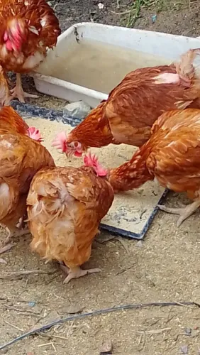 Galinhas 45 reais já com a entrega 