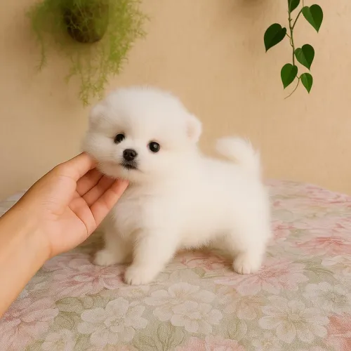 Spitz Alemão lindo demais 