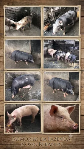 Disponíveis