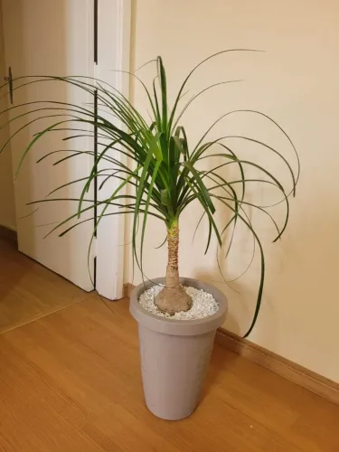 Vaso com planta