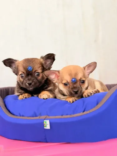 Chihuahua macho pelo longo e pelo curto