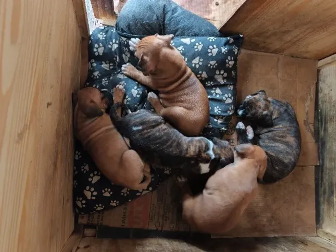 Filhote de Boxer