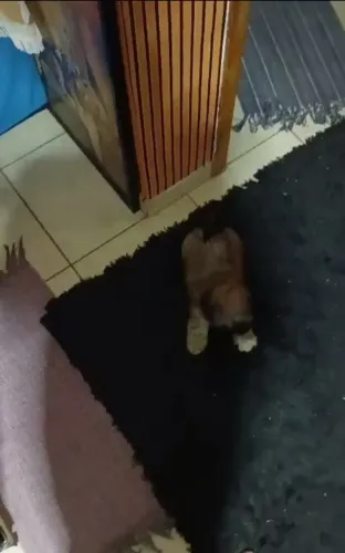 Shitzu Macho