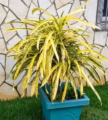 Mudas de Cróton Arbusto Amarelo 