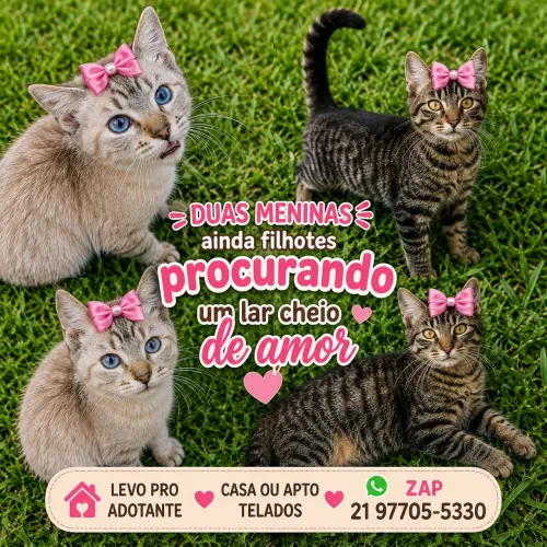 Felinos pra adoção 