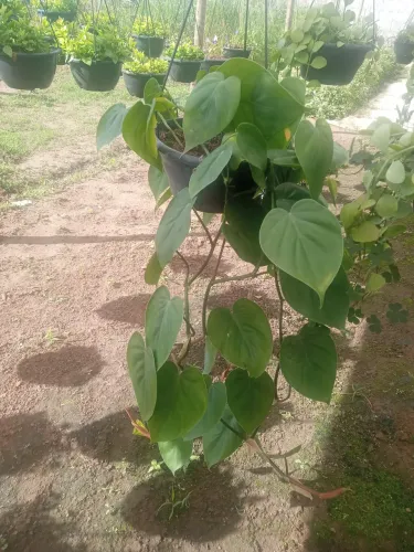 RM plantas