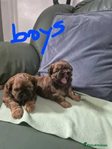 Shih Tzu/ Shitzu cachorro de companhia muito alegre filhotes macho e fêmea vacinados SP