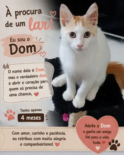 Adoção 