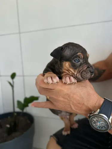 FILHOTE PITBULL MONSTER