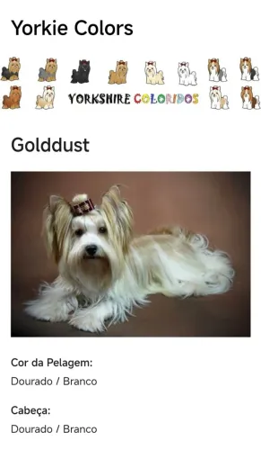 Filhotes da Raça Golddust Yorkshire Terrier 