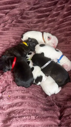 Filhotes machos de Buldog Francês