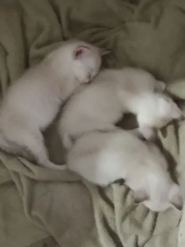 Gatinhos siamês 