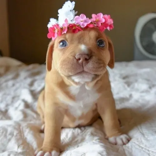 Pitbull - Amor Sincero Tem Olhar Doce E Patas Pequena 
