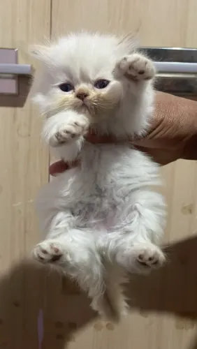 Gato Persa
