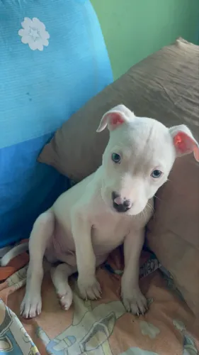 Cachorro pitbull macho 