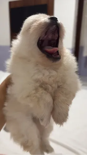 Vendo filhotes de Lulu da pomerania brancos 