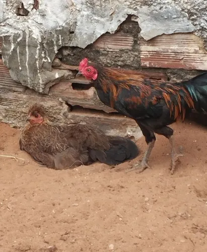 Galo da Índia nanico