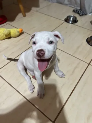 Cachorro