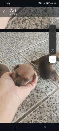 Vendo um casal de pinscher 